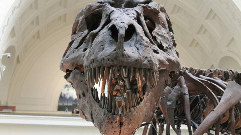 T. rex’in akrabalarını biyoinformatik kullanarak bulmak ister misiniz ?